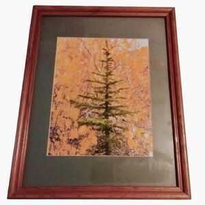 Framed Colorado Nature Photo Evergreen Aspen Tree Autumn Leaves Wood Frame